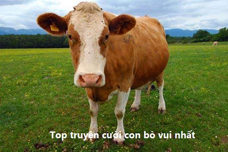 truyen-cuoi-con-bo truyện cười con bò